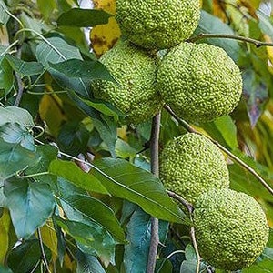 Osage Orange Organic tree seeds.  20 seeds (0.8gms)