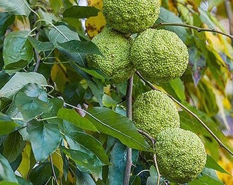 Osage Orange Organic tree seeds