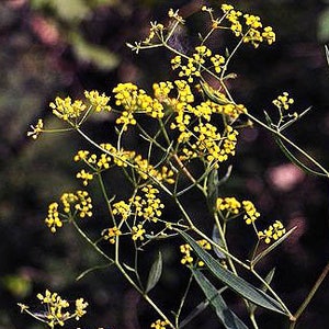 Chinese thorowax root Organic seeds. (Bupleurum chinense).
