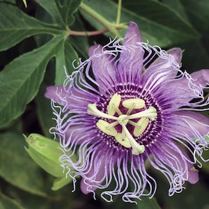 May include: A close-up of a passion flower with vibrant purple petals and intricate white tendrils. The flower's center features a complex structure with yellow and green stamens. Lush green leaves and buds surround the flower, creating a natural, botanical theme.