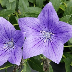 Balloon Flower Seeds (Platycodon grandiflorum) Organic