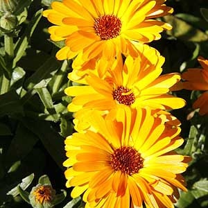 Calendula or Pot Marigold Seeds Calendula officinalis Organic image 4