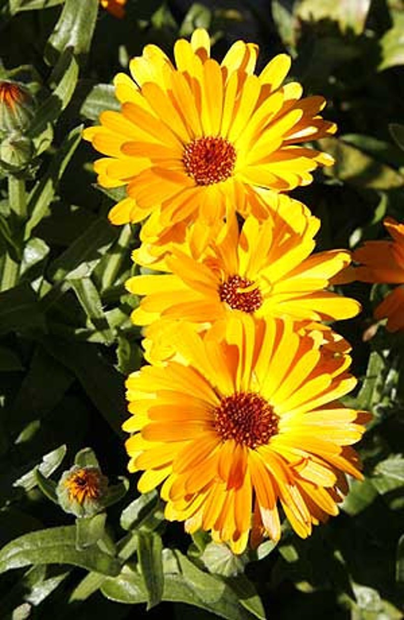 Calendula or Pot Marigold Seeds Calendula officinalis Organic image 4