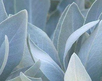 White Sage Seeds (Salvia apiana) Organic