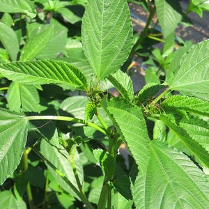 Organic Egyptian Spinach or Jute seeds (Corchorus olitorius)