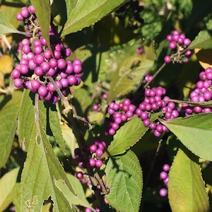 Organic Beautyberry seeds (Callicarpa americana)