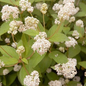 May include: A close-up of a bush with small white flowers. The flowers are clustered together in small groups and have a delicate appearance.