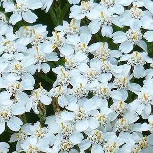 Witte Duizendbladzaden (Achillea millefolium) biologisch