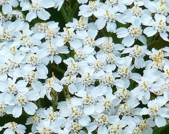 White Yarrow seeds  (Achillea millefolium) organic