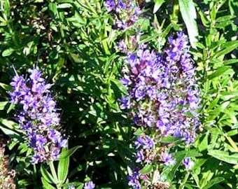Hyssop Seeds (Hyssopus officinalis) Organic