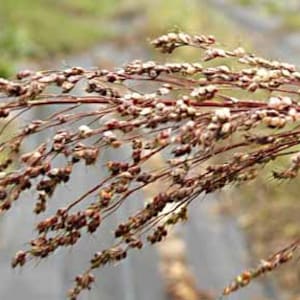 Broom Corn  Seeds (Sorghum vulgare var. technicum) Organic