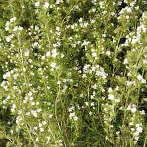 Winter Savory Seeds (Satureja montana) organic