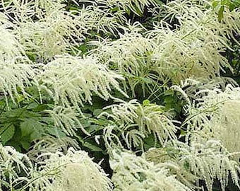 Goat's Beard Seeds (Aruncus dioicus) Organic