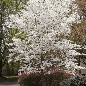 Flowering Dogwood seeds Cornus Florida Organic image 2