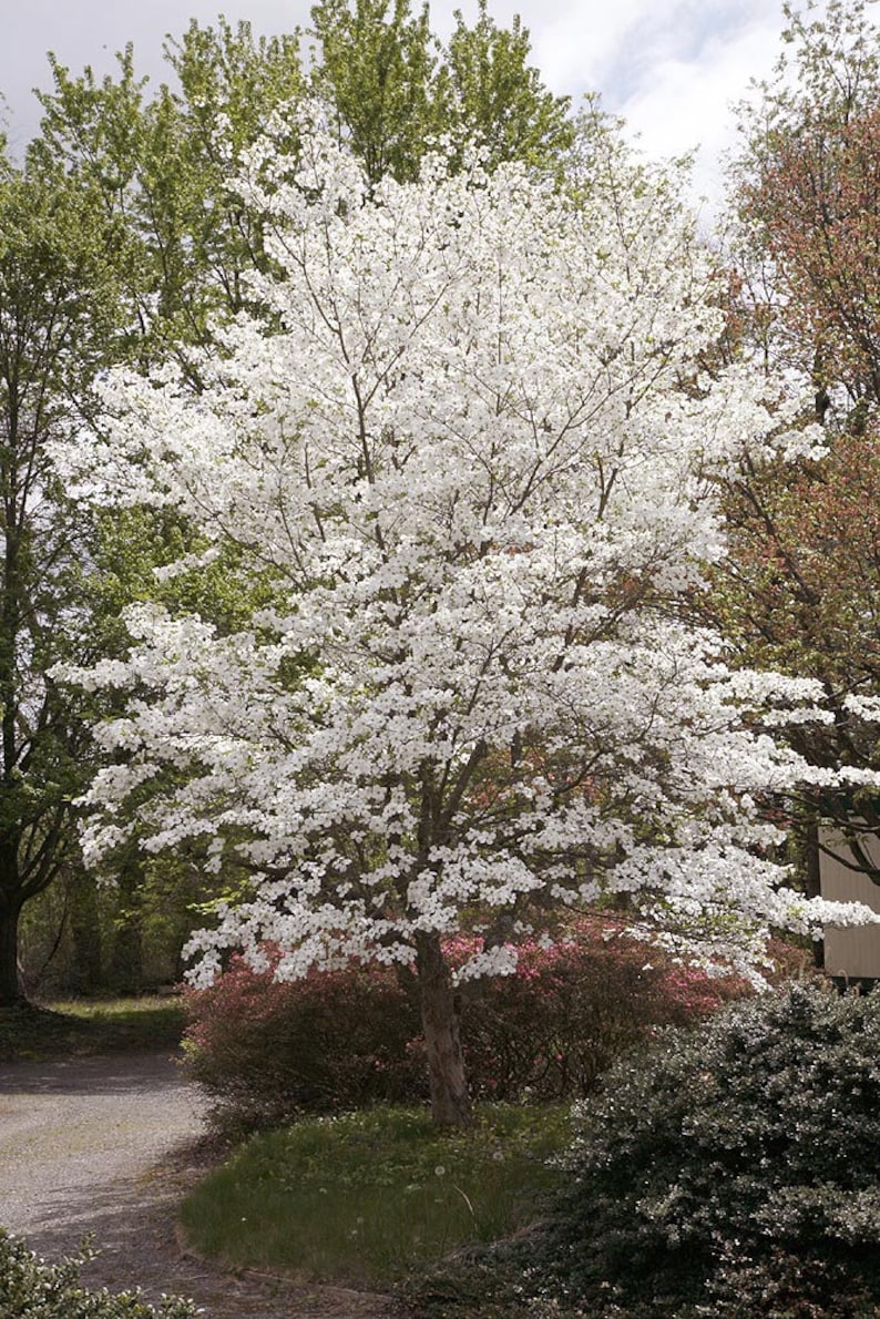 Flowering Dogwood seeds Cornus Florida Organic image 2