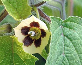 Cape Gooseberry Seeds (Physalis peruviana) Organic