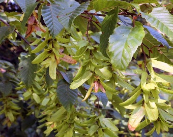 European Hornbeam Tree Organic Seeds