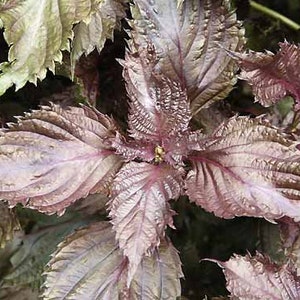 Red Perilla seeds (Perilla frutescens nankinensis) Organic
