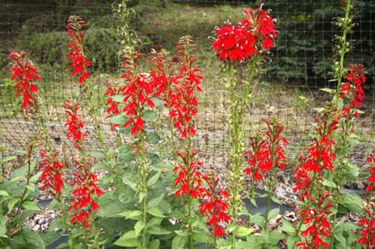 Cardinal Flower Seeds lobelia Cardinalis Organic Etsy