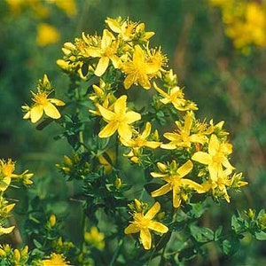 May include: A close-up of a cluster of yellow St. John's Wort flowers blooming on a green stem. The flowers have five petals each and are arranged in a loose cluster.