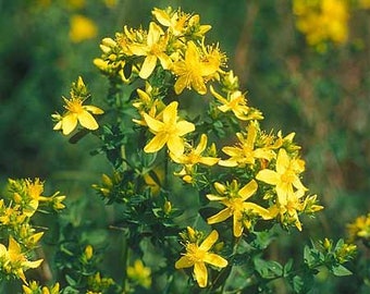 St John's Wort Seeds (Hypericum perforatum)
