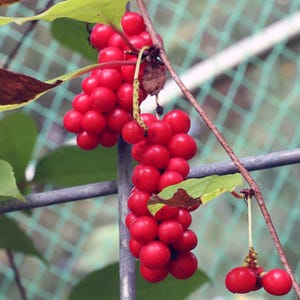 Organic Five flavor fruit seeds (Schisandra chinensis)