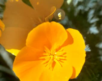 California Poppy seeds  (Eschscholzia californica) Organic