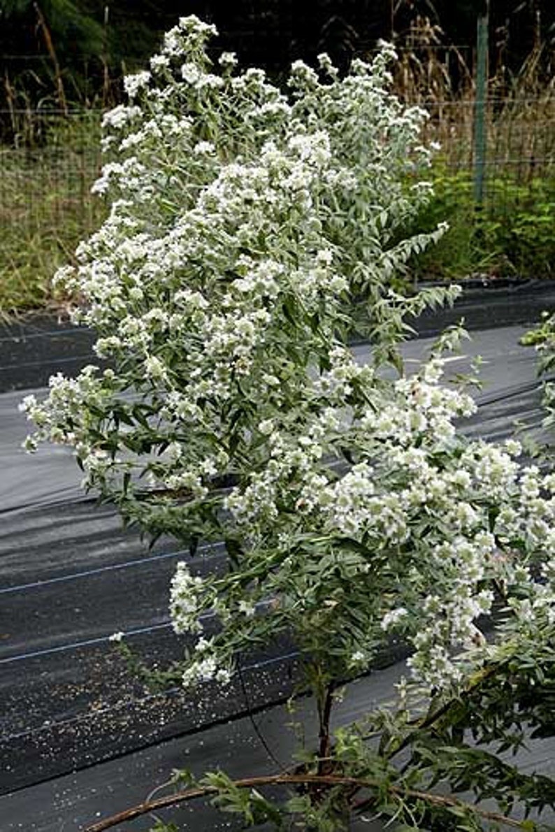 Mountain Mint Pycnanthemum pilosum Organic Seeds image 2