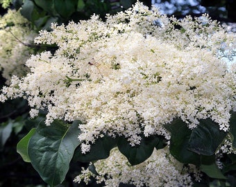 Japanese Tree Lilac Organic Seeds Syringa reticulata