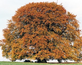 American Beech tree seeds Organic