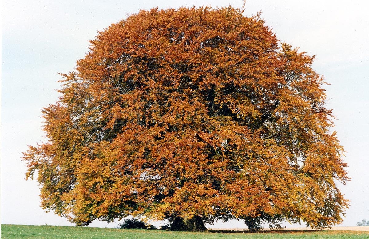 American Beech Tree Seeds Organic Etsy