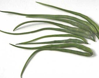 Rattail Radish seeds  (Raphanus caudatus) Organic