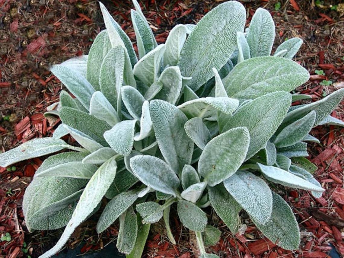 Lambs Ear Seeds stachys Byzantina Organic Etsy