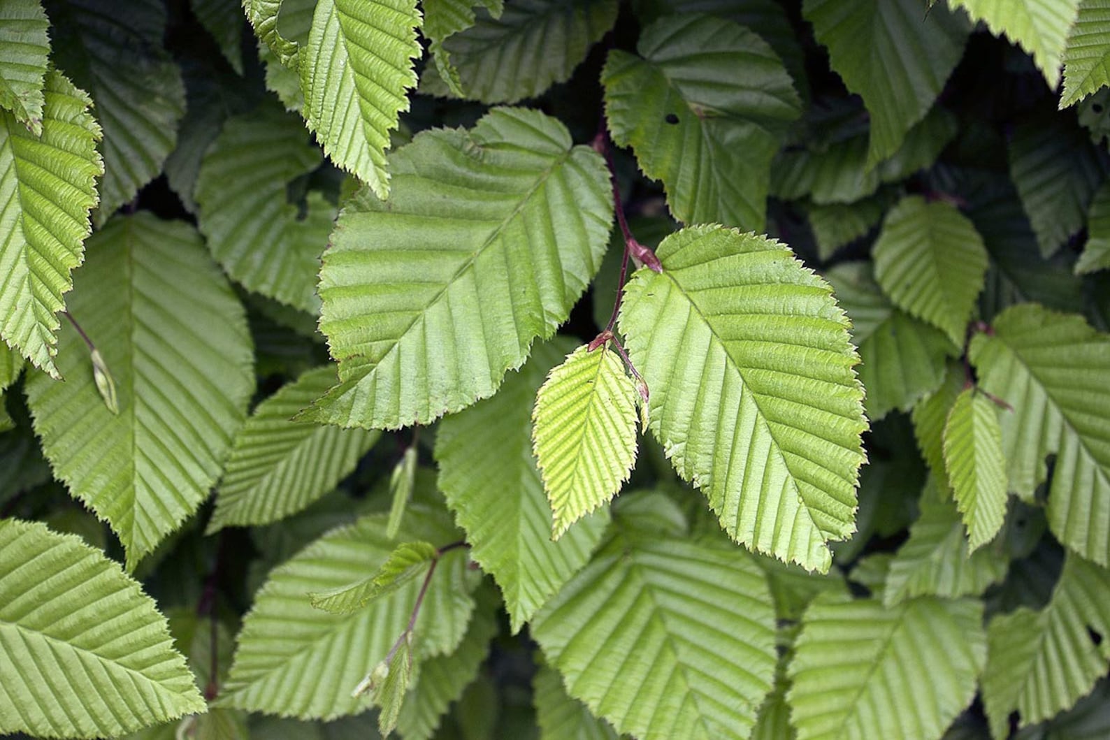 American Beech Tree Seeds Organic Etsy