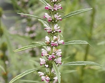 Siberian Motherwort seeds (Leonurus sibiricus) Organic
