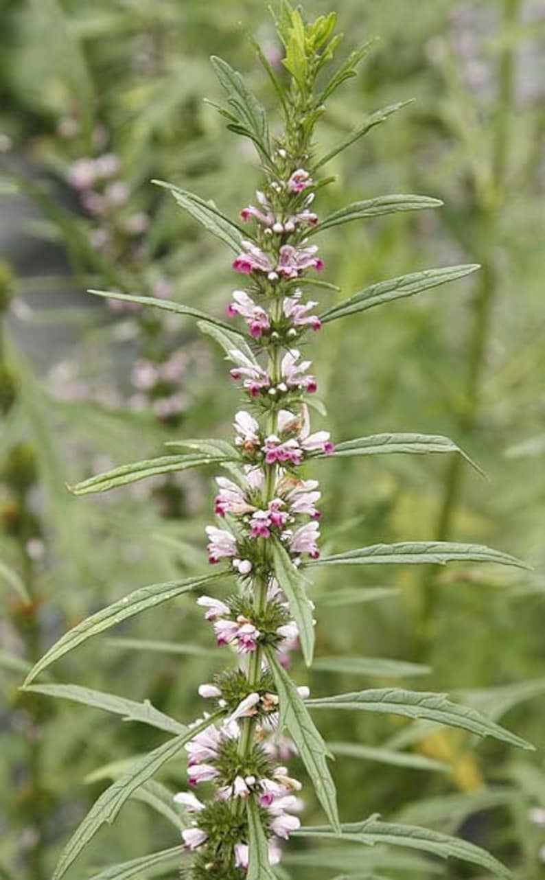 Siberian Motherwort seeds Leonurus sibiricus Organic image 1