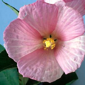 Rose Mallow / Swamp Mallow Seeds (Hibiscus moscheutos) Organic