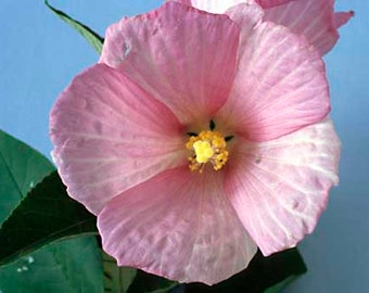 Rose Mallow / Swamp Mallow Seeds (Hibiscus moscheutos) Organic