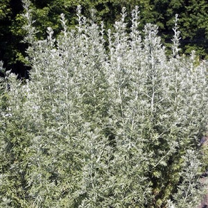 Wormwood (Artemisia absinthium) Seeds Organic