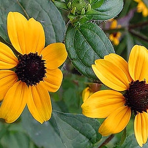 Brown Eyed Susan Seeds (Rudbeckia triloba) Organic