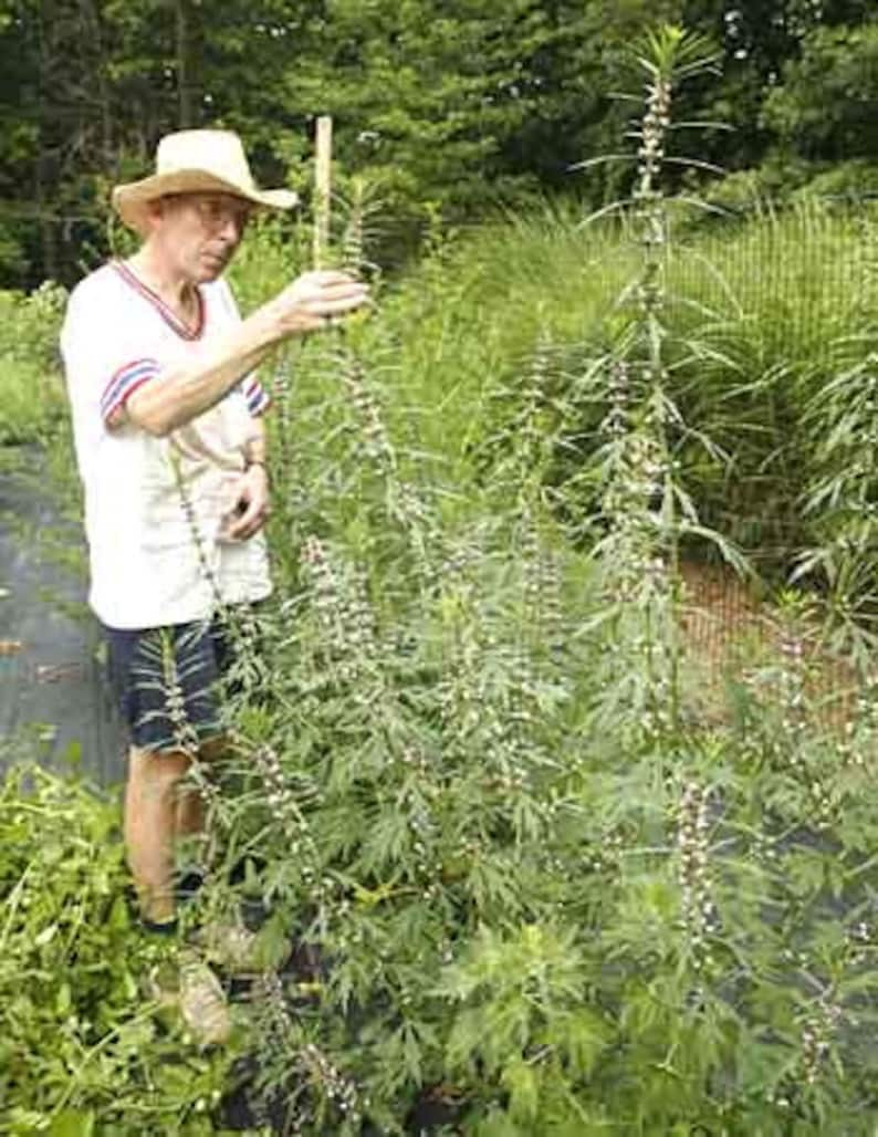 Siberian Motherwort seeds Leonurus sibiricus Organic image 3