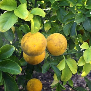 Bitter Orange Organic Seeds (Poncirus trifoliata)