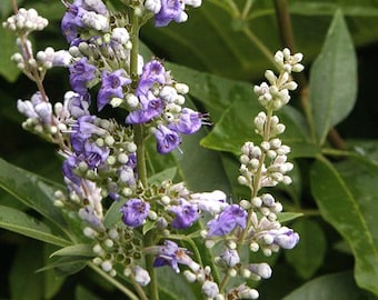 Chaste Tree Seeds  (Vitex agnus-castus) organic