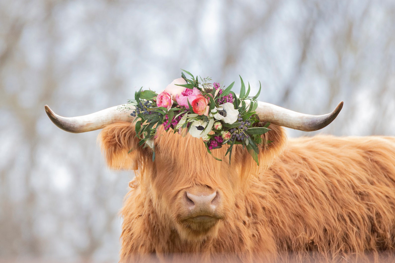 Highland Cow with flower crown digital printable image | Etsy