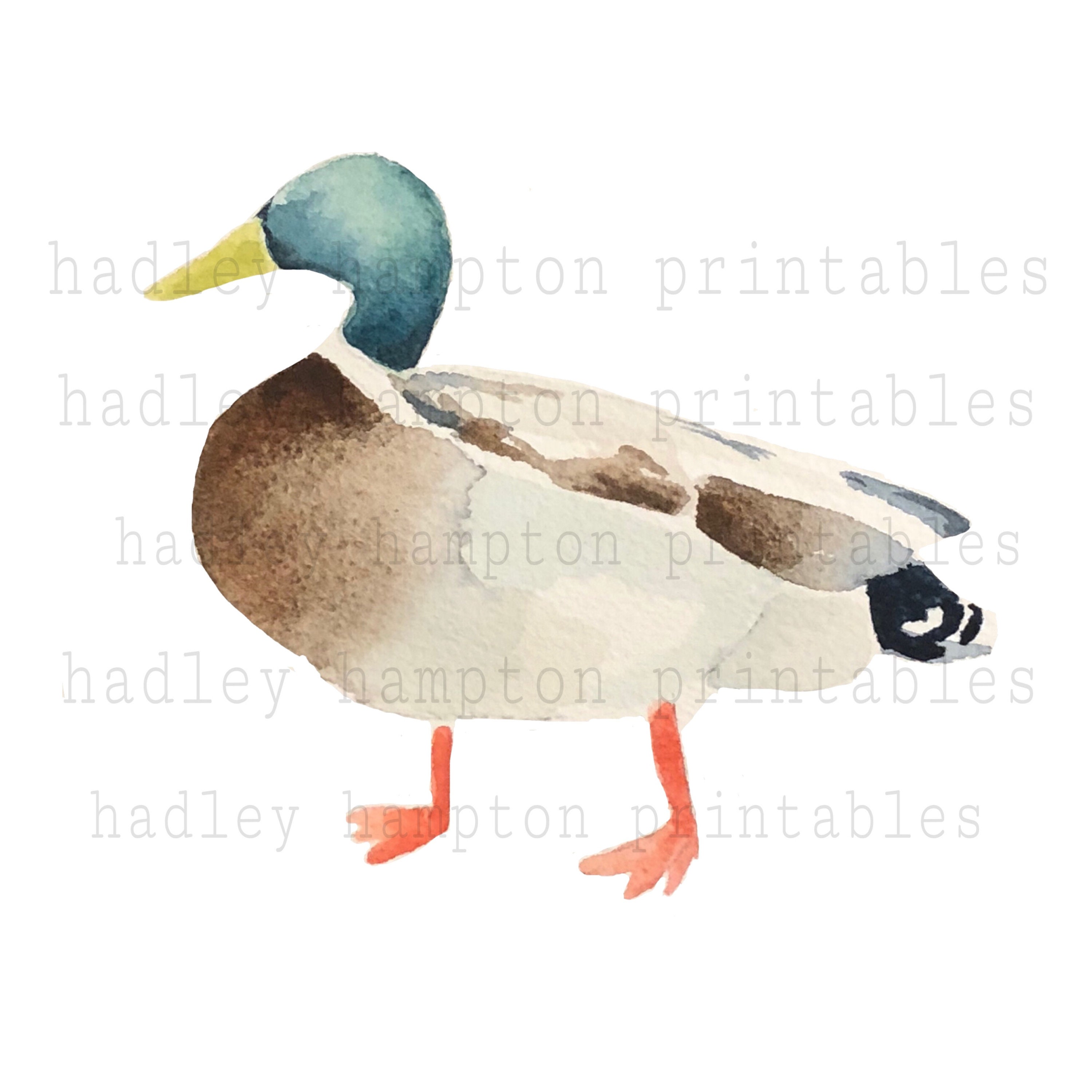 Mallard Duck Hand Painted Watercolor Painting Printable File | Etsy
