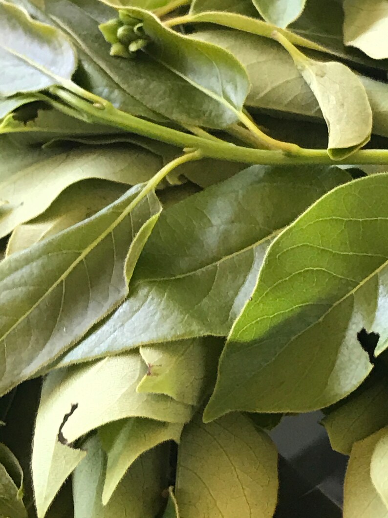 Persimmon Leaf Tea 2 OZ..................... New Harvest Etsy