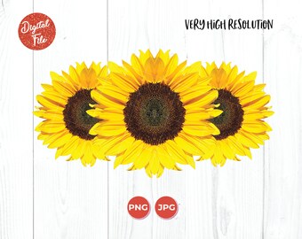 Free Free 227 Clipart Sunflower Png Transparent SVG PNG EPS DXF File