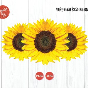 Sunflower, Three Sunflowers, Sunflower PNG, Sunflower JPG, Transparent Background
