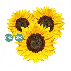 Three Sunflowers, Sunflower trio, Sunflower PNG, Sunflower JPG, Transparent Background, Whole Sunflower, digital download