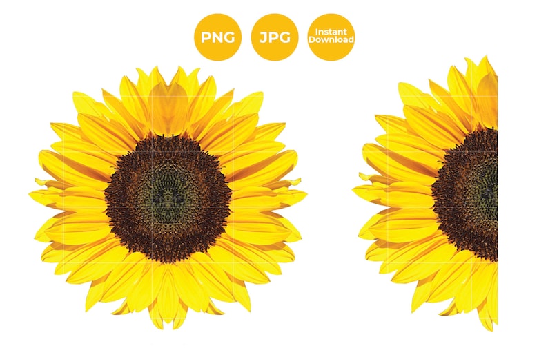 Download Sunflower Half Sunflower Sunflower PNG Sunflower JPG | Etsy